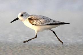 Strandläufer Zempin